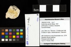 Foto (Objekt + Etiketten) von Eodromites grandis (Meyer, 1857) 